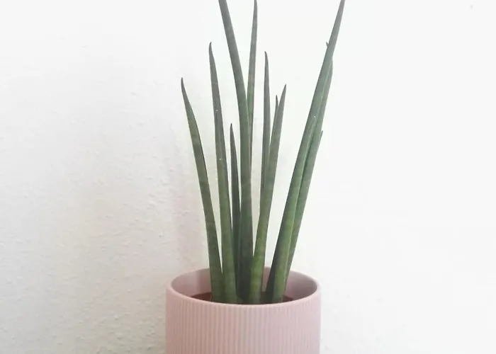 Pensionat Balcon Al Mar