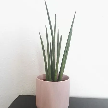 ゲストハウス Balcon Al Mar